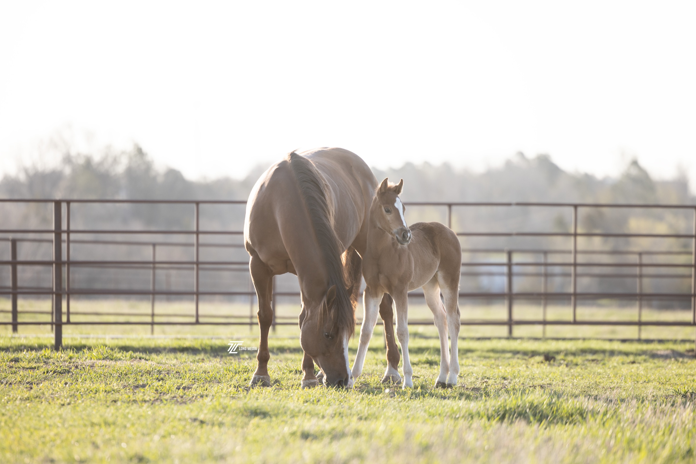 Shine Your Pistol and her foal