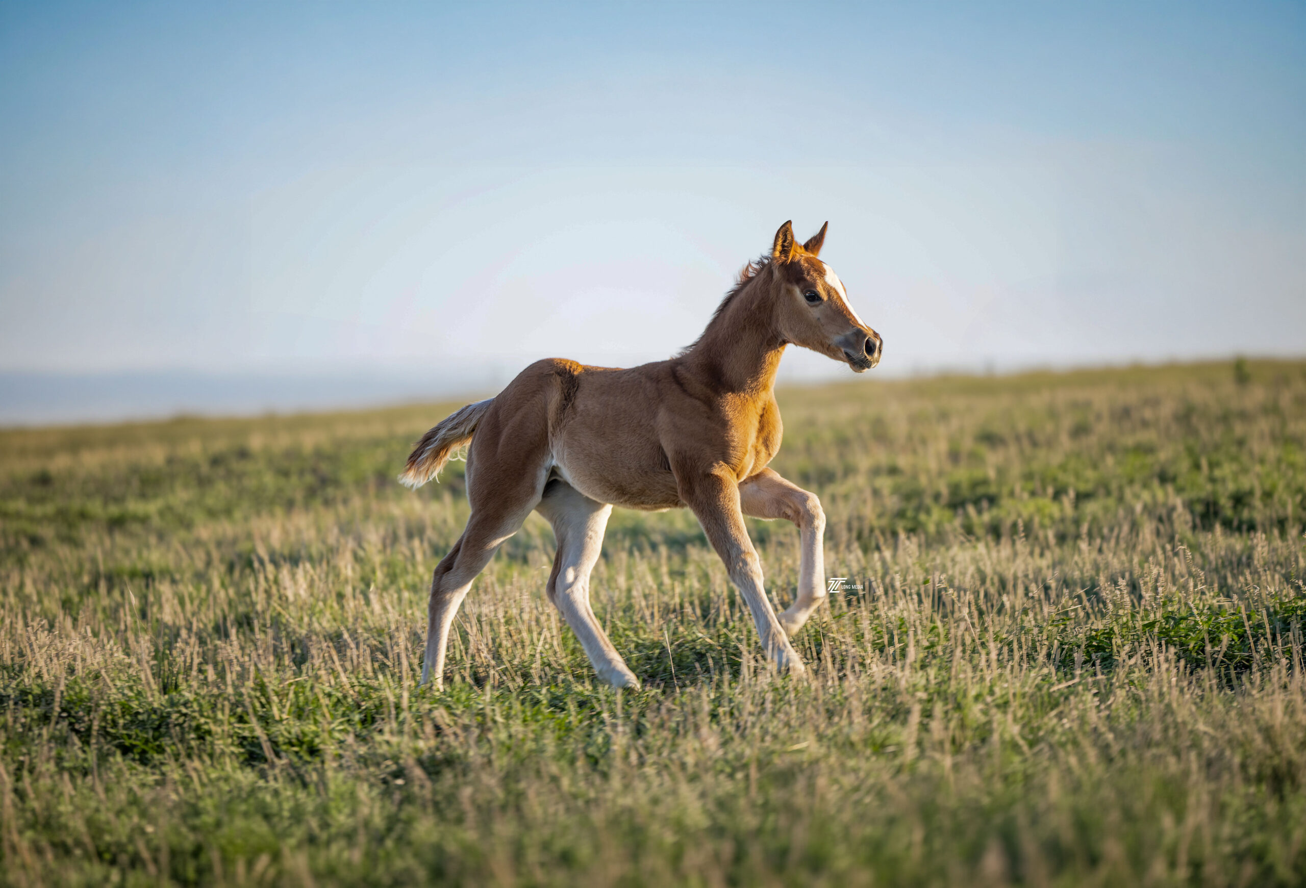 A Buckshot Farms foal running in the pasture